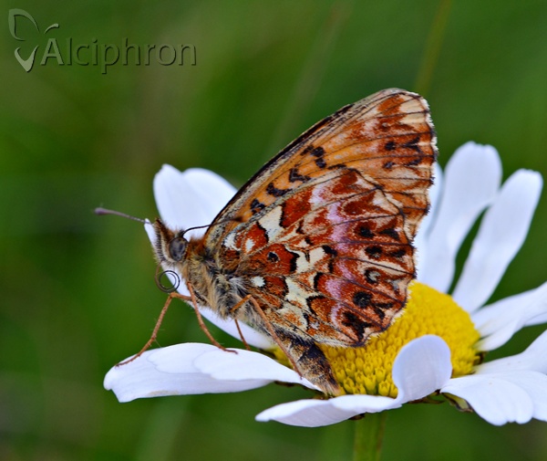 Boloria titania
