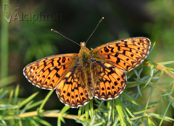 Boloria titania