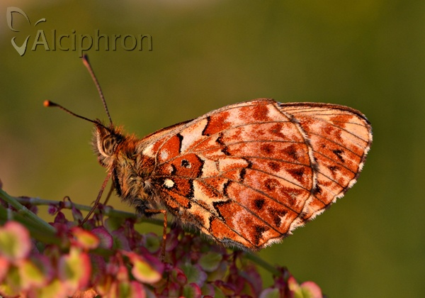 Boloria titania