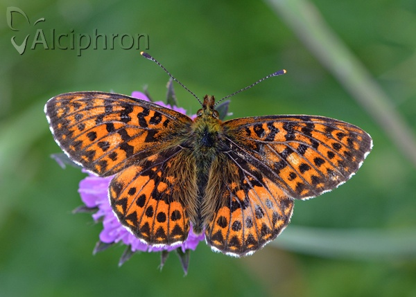 Boloria titania