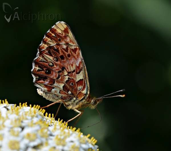 Boloria titania