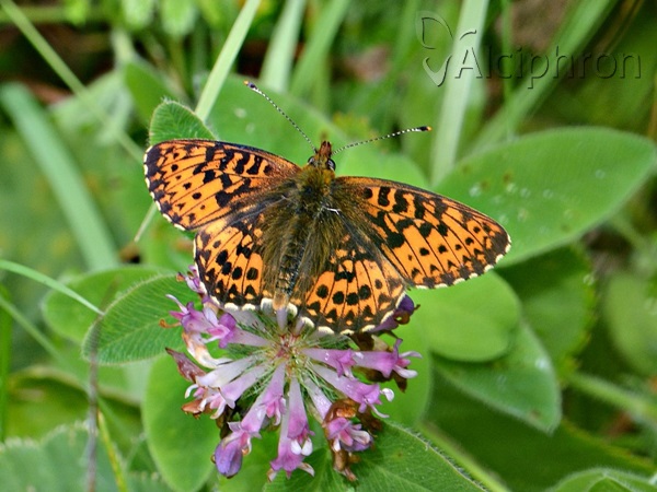 Boloria titania