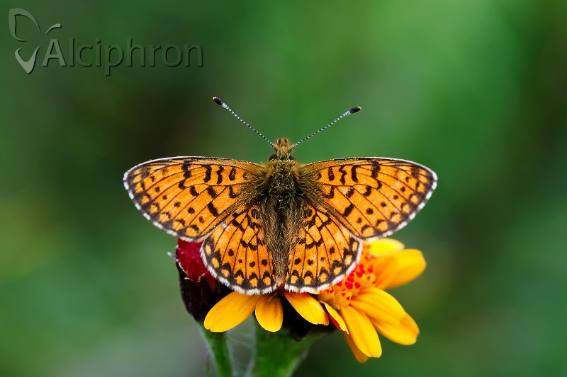 Boloria selene