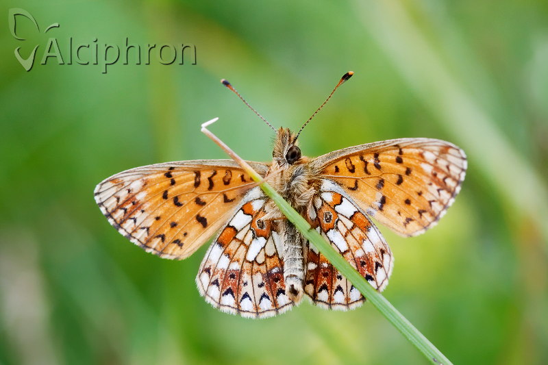 Boloria selene
