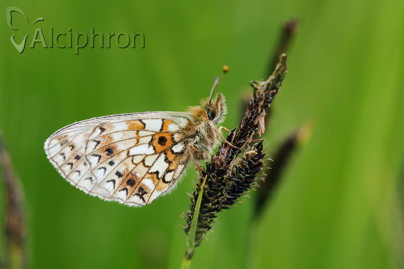 Boloria selene