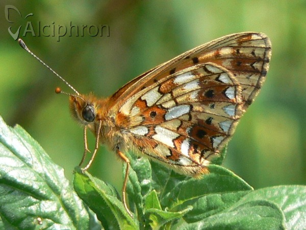 Boloria selene