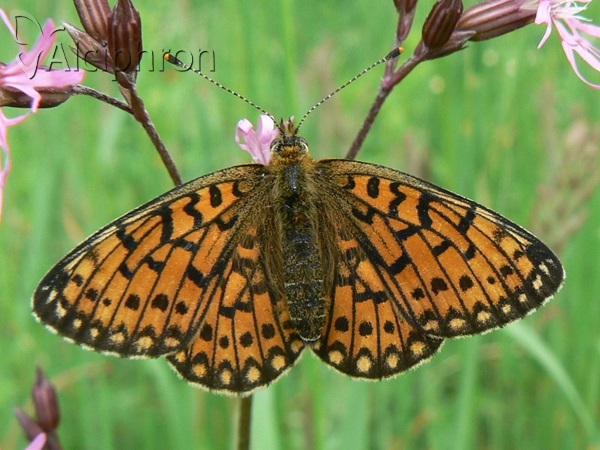 Boloria selene