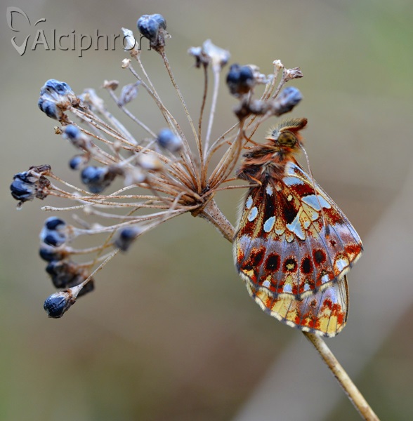 Boloria dia