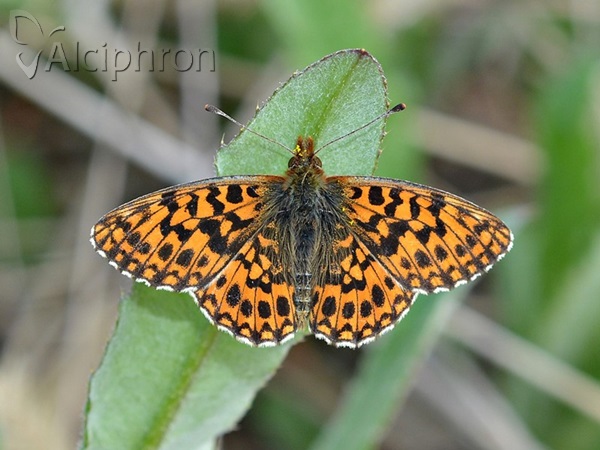 Boloria dia