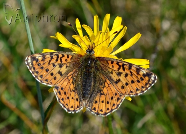 Boloria pales