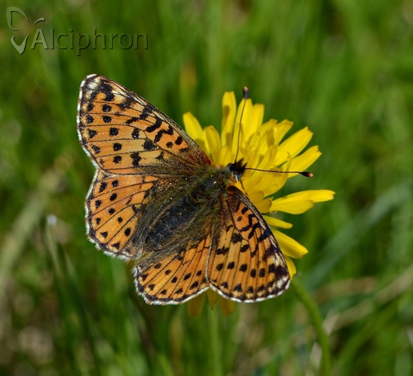 Boloria pales