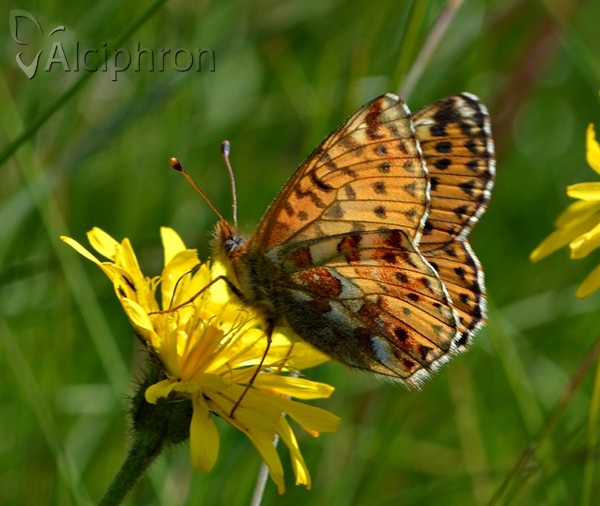 Boloria pales