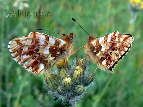Boloria graeca