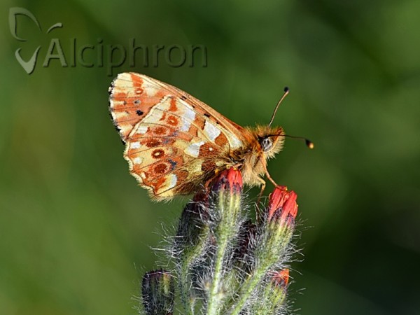 Boloria graeca