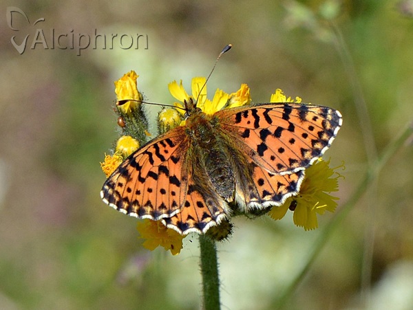 Boloria graeca