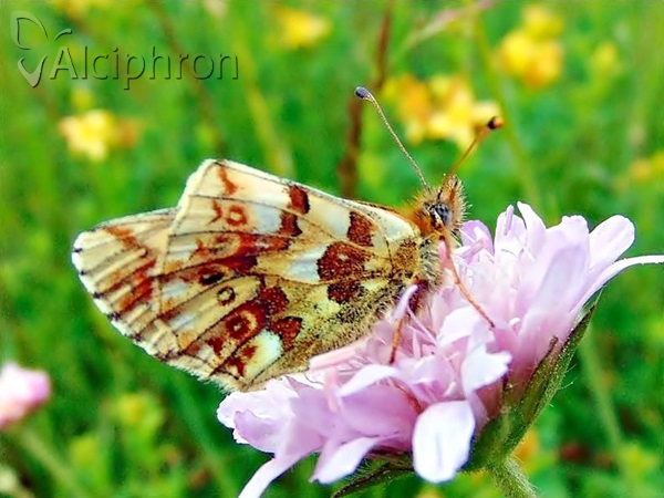 Boloria graeca