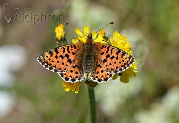Boloria graeca