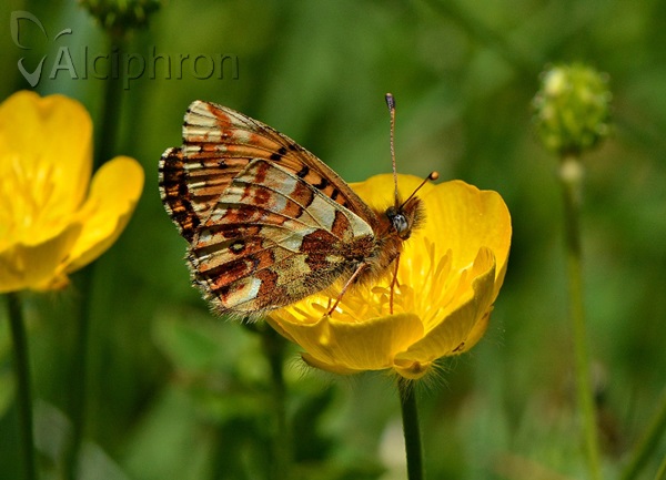 Boloria graeca