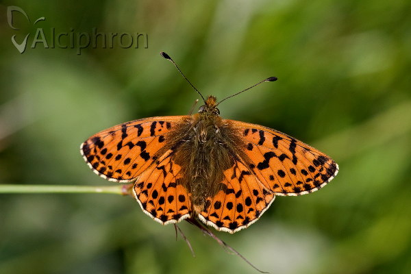Boloria graeca