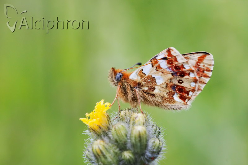 Boloria graeca