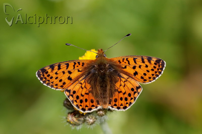 Boloria graeca