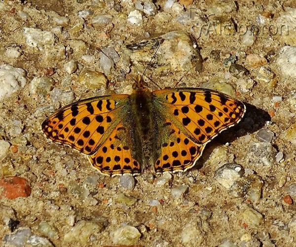 Issoria lathonia