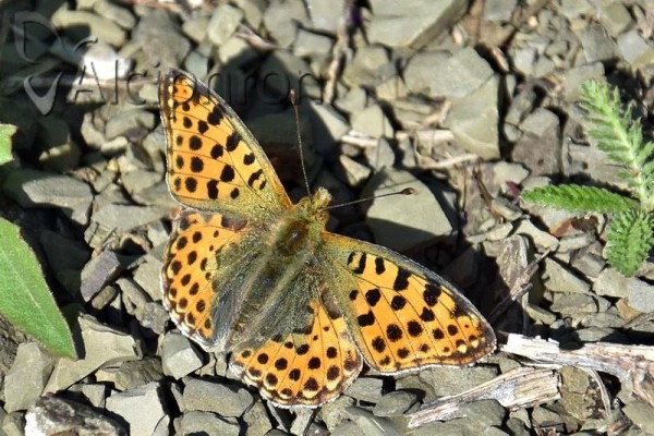 Issoria lathonia