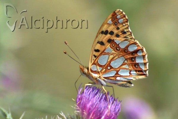 Issoria lathonia