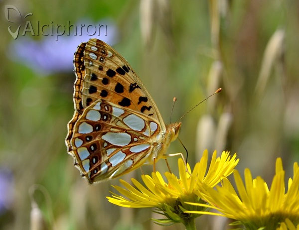 Issoria lathonia
