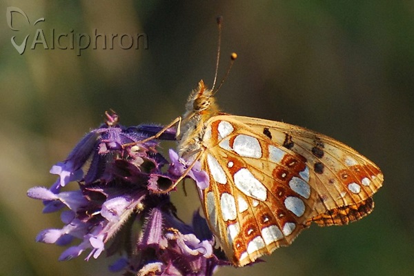 Issoria lathonia