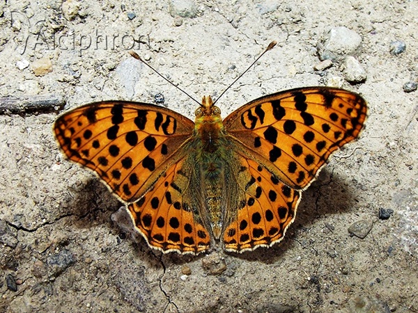 Issoria lathonia