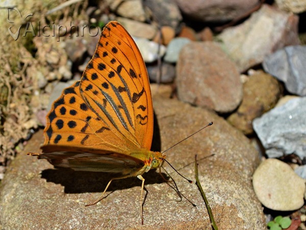 Argynnis paphia