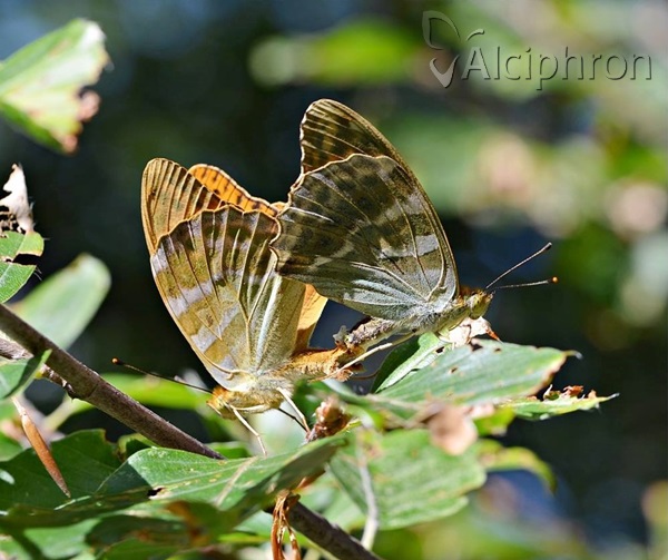 Argynnis paphia