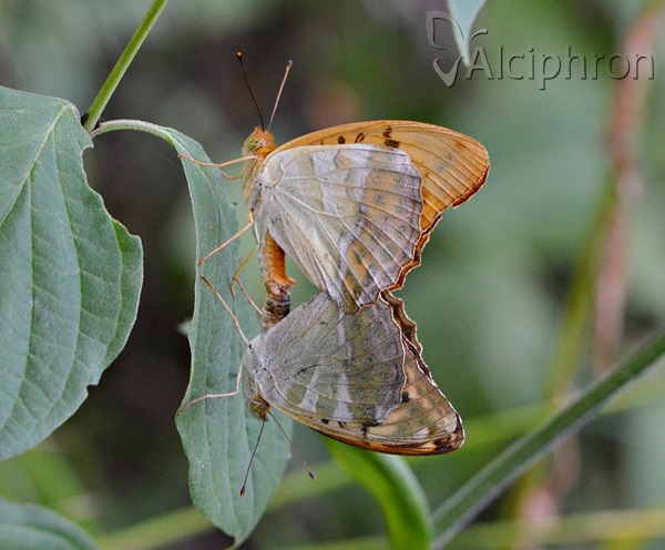 Argynnis paphia