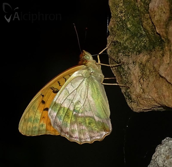 Argynnis paphia