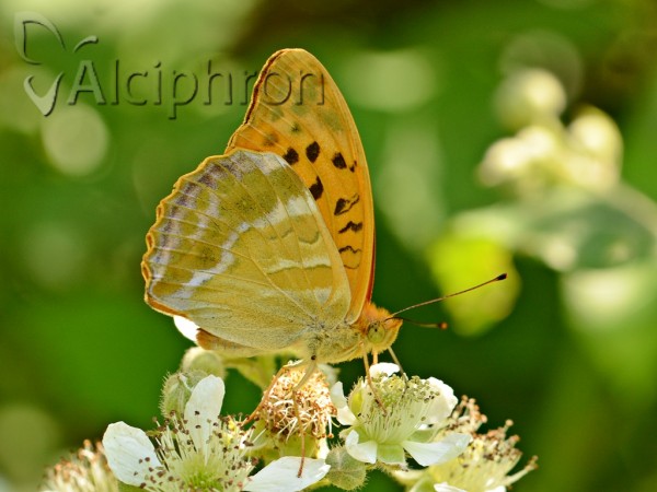 Argynnis paphia