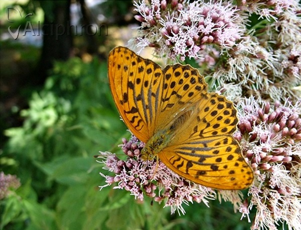Argynnis paphia