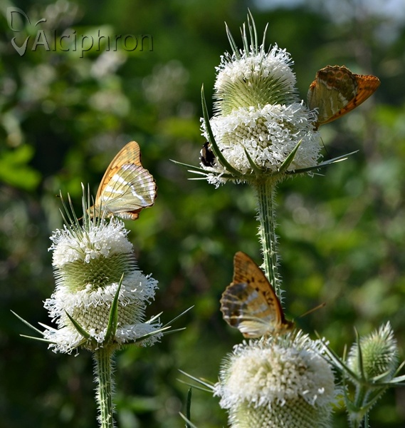 Argynnis paphia