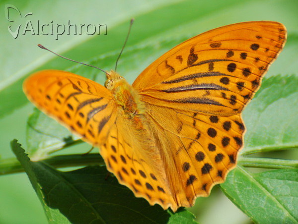 Argynnis paphia