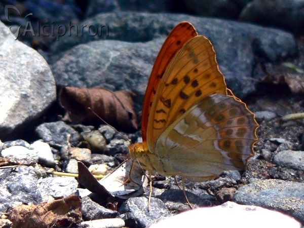Argynnis paphia