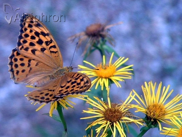 Argynnis paphia