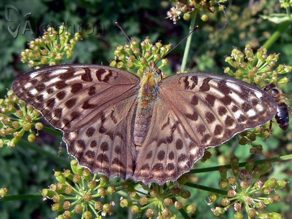 Argynnis paphia