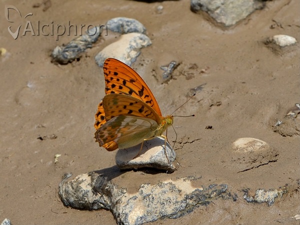 Argynnis paphia