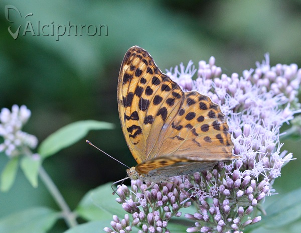 Argynnis paphia