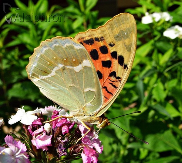 Argynnis pandora
