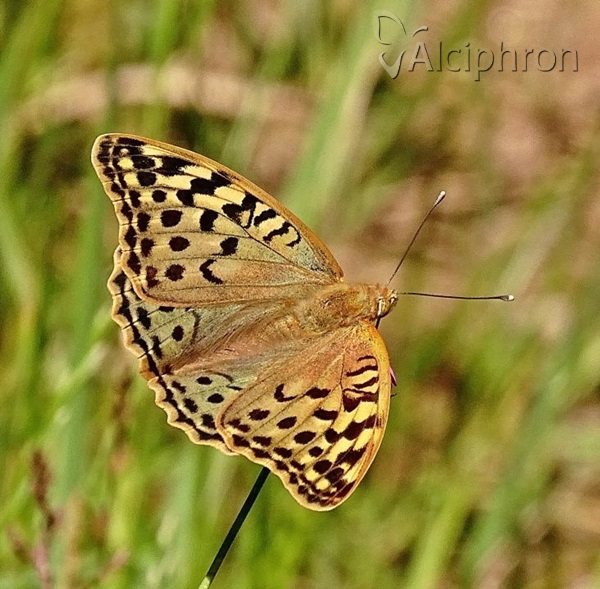 Argynnis pandora