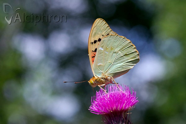 Argynnis pandora