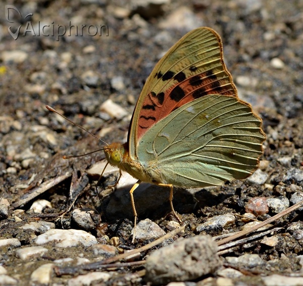 Argynnis pandora