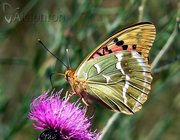 Argynnis pandora