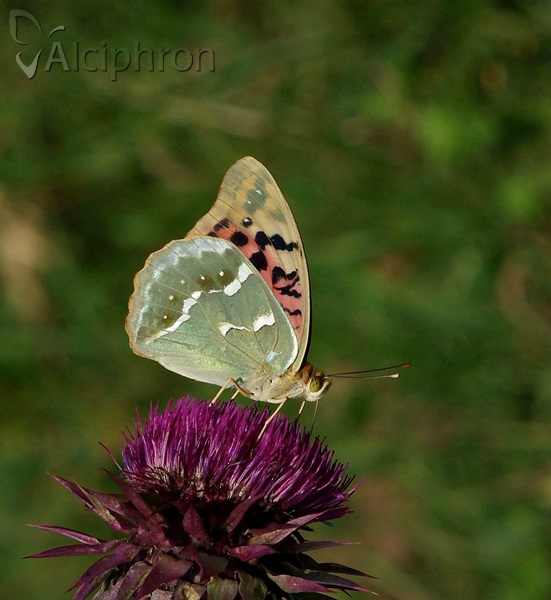 Argynnis pandora